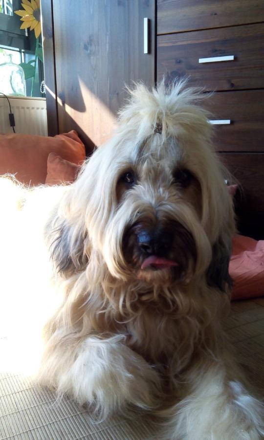 Ferienappartement Potthoff 2 -Hund Willkommen- Altenau  Dış mekan fotoğraf